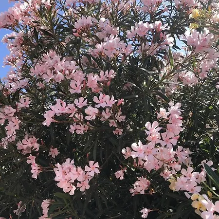 Con Impresionantes Vistas Y Piscina דירה *