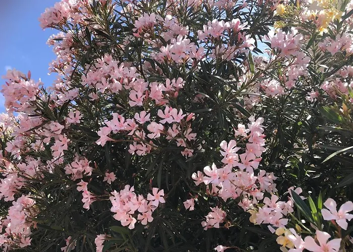 Con Impresionantes Vistas Y Piscina Apartamento *